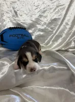 Loretta’s tricolor male with football , a male Beagle for sale in Dime Box, TX – 1 of 2