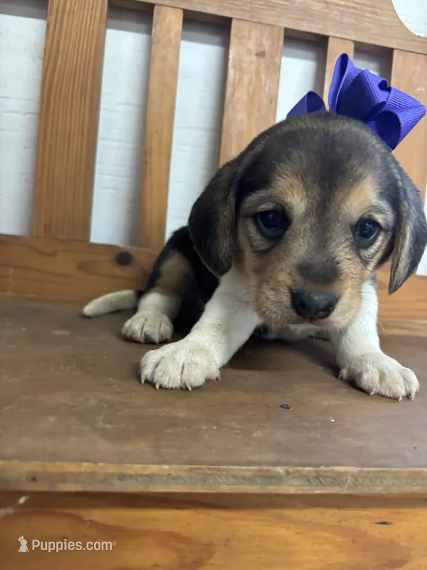 Shasta’s purple collar female  – Beagle puppy for sale in Dime Box, TX