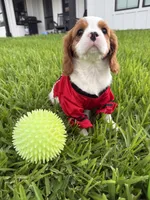 AKC Champ 1, a male Cavalier King Charles Spaniel for sale in Dime Box, TX – 5 of 7