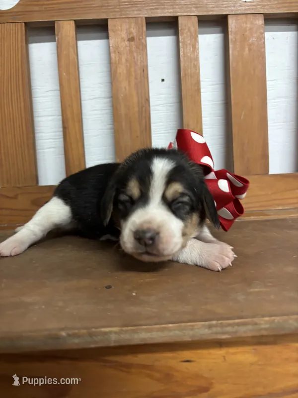 Shasta’s red collar female  – Beagle puppy for sale in Dime Box, TX