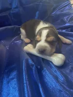 Ella’s Tricolor Male 4, a male Beagle for sale in Dime Box, TX – 2 of 3