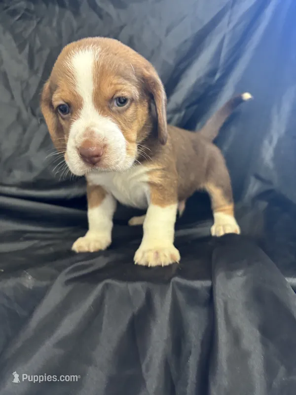 Dixie’s red male black collar  – Beagle puppy for sale in Dime Box, TX