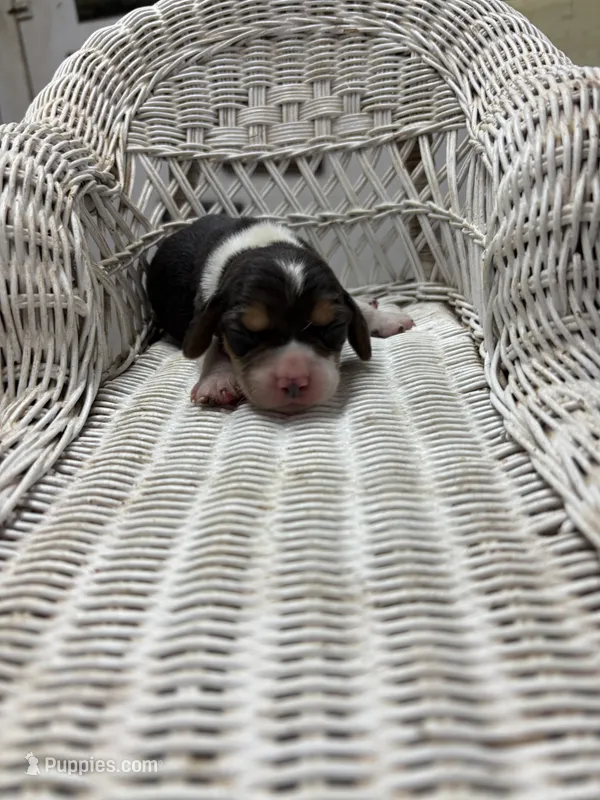 Dixie’s tricolor female  – Beagle puppy for sale in Dime Box, TX