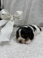 AKC Champ 1, a male Cavalier King Charles Spaniel for sale in Dime Box, TX – 1 of 4