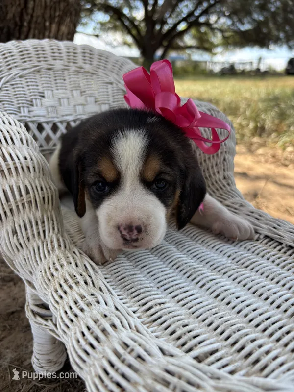 River’s pink bow female  – Beagle puppy for sale in Dime Box, TX