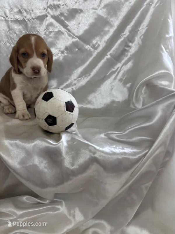 Loretta’s red male soccer ball – Beagle puppy for sale in Dime Box, TX