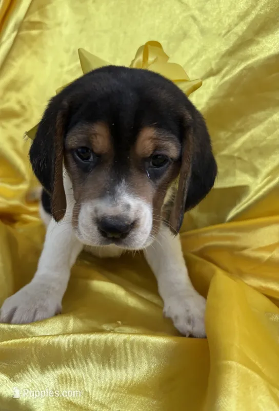 Maci’s yellow collar female  – Beagle puppy for sale in Dime Box, TX