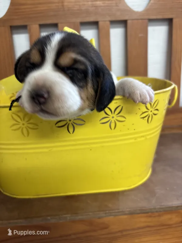 River’s yellow collar female  – Beagle puppy for sale in Dime Box, TX
