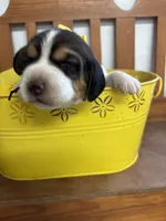 River’s yellow collar female , a female Beagle for sale in Dime Box, TX – 1 of 2