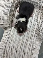Dixie’s tricolor female , a female Beagle for sale in Dime Box, TX – 2 of 2