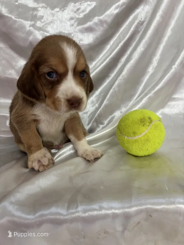 Loretta’s red male tennis ball – Beagle puppy for sale in Dime Box, TX