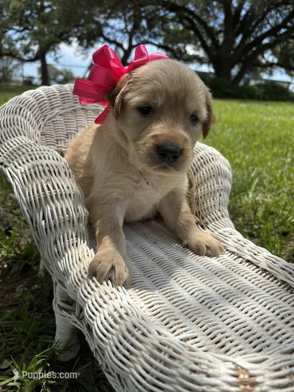 Pink collar golden retriever  – Golden Retriever puppy for sale in Dime Box, TX