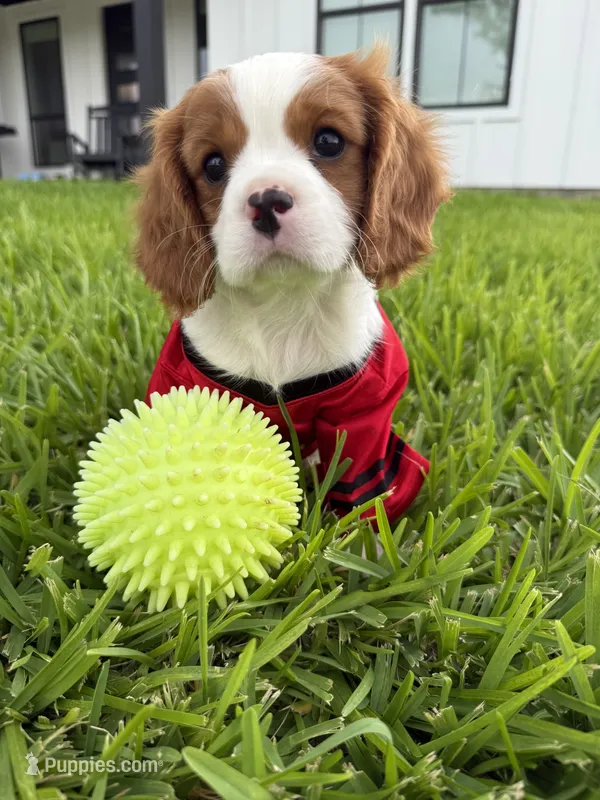 AKC Champ 1 – Cavalier King Charles Spaniel puppy for sale in Dime Box, TX