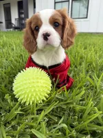 AKC Champ 1, a male Cavalier King Charles Spaniel for sale in Dime Box, TX – 1 of 7