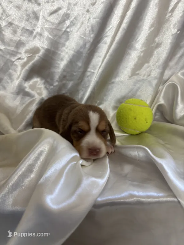Loretta’s red male tennis ball – Beagle puppy for sale in Dime Box, TX