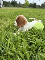 AKC Champ 1, a male Cavalier King Charles Spaniel for sale in Dime Box, TX – 3 of 6