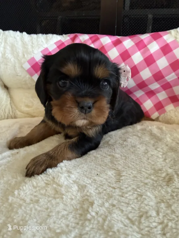 AKC Champ 2 – Cavalier King Charles Spaniel puppy for sale in Dime Box, TX