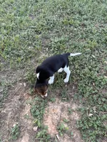 Maci’s tricolor female , a female Beagle for sale in Dime Box, TX – 4 of 4