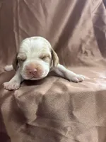 Dixie’s brown collar lemon male, a male Beagle for sale in Dime Box, TX – Photo 2 of 3