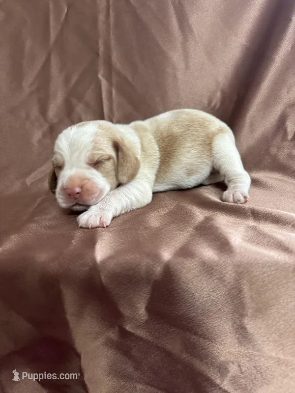 Dixie’s brown collar lemon male – Beagle puppy for sale in Dime Box, TX