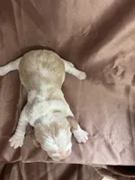 Dixie’s brown collar lemon male, a male Beagle for sale in Dime Box, TX – Photo 3 of 3