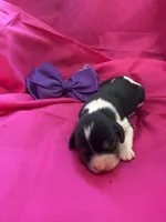 AKC Champ 6, a female Cavalier King Charles Spaniel for sale in Dime Box, TX – Photo 2 of 3