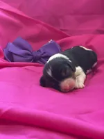 AKC Champ 6, a female Cavalier King Charles Spaniel for sale in Dime Box, TX – Photo 1 of 3