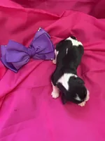 AKC Champ 6, a female Cavalier King Charles Spaniel for sale in Dime Box, TX – Photo 3 of 3