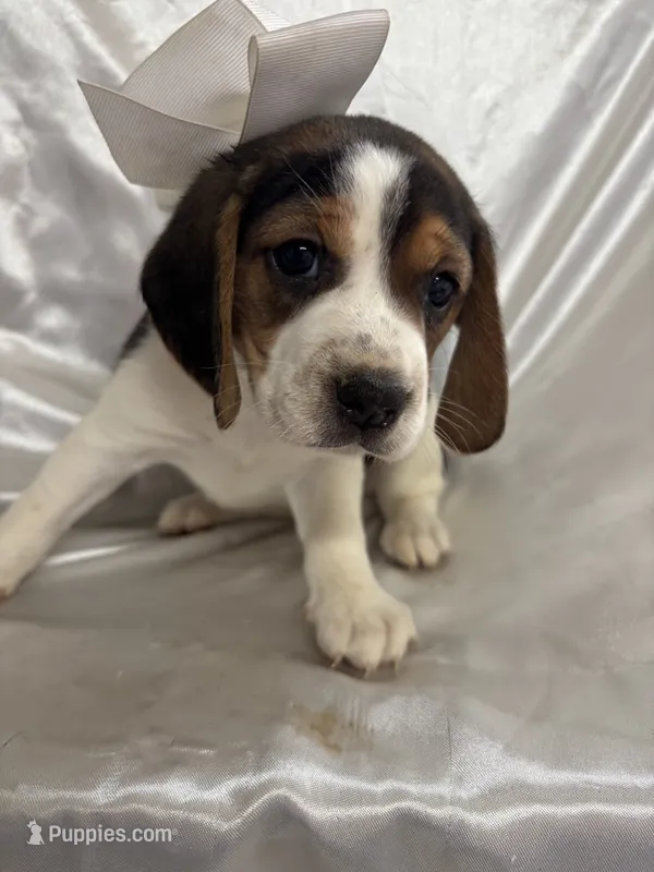 Maci’s white collar female  – Beagle puppy for sale in Dime Box, TX