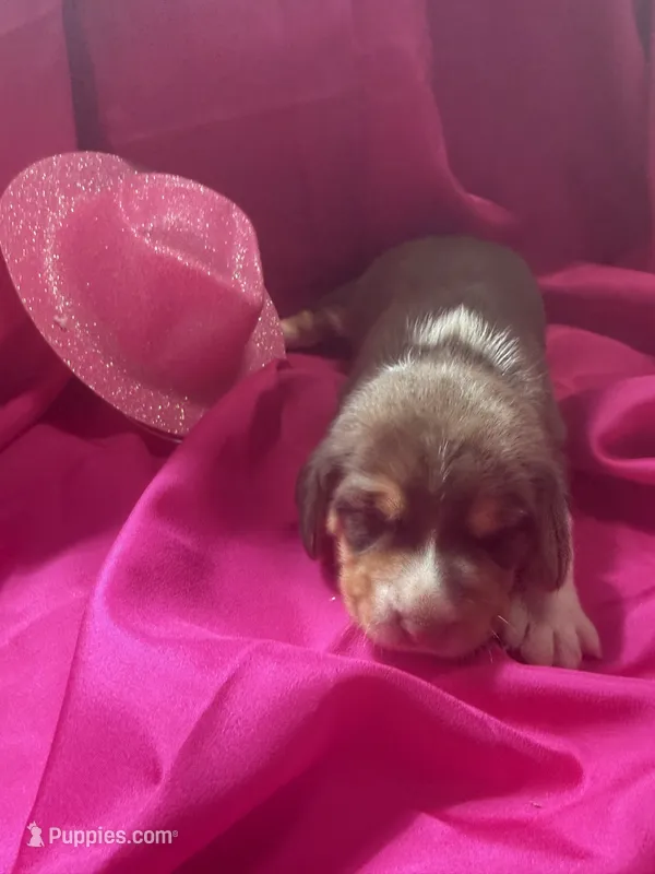 Ella’s Female 4 – Beagle puppy for sale in Dime Box, TX