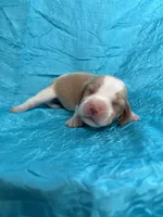 Dixie’s lemon male turquoise collar , a male Beagle for sale in Dime Box, TX – Photo 3 of 3