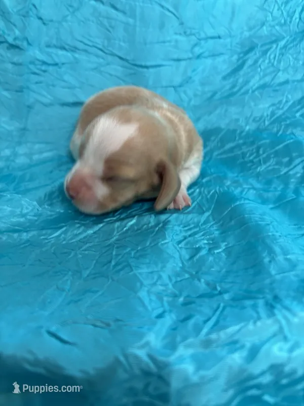 Dixie’s lemon male turquoise collar  – Beagle puppy for sale in Dime Box, TX
