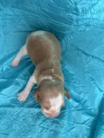 Dixie’s lemon male turquoise collar , a male Beagle for sale in Dime Box, TX – Photo 2 of 3