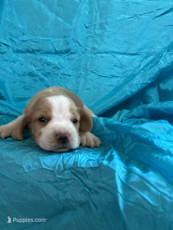 Dixie’s lemon male turquoise collar  – Beagle puppy for sale in Dime Box, TX