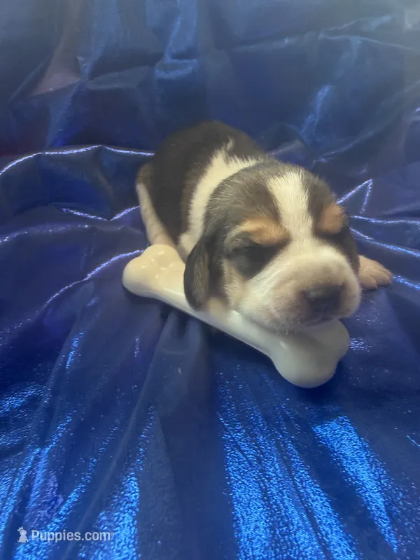 Ella’s Tricolor Male 4 – Beagle puppy for sale in Dime Box, TX