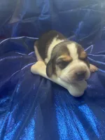 Ella’s Tricolor Male 4, a male Beagle for sale in Dime Box, TX – 1 of 3