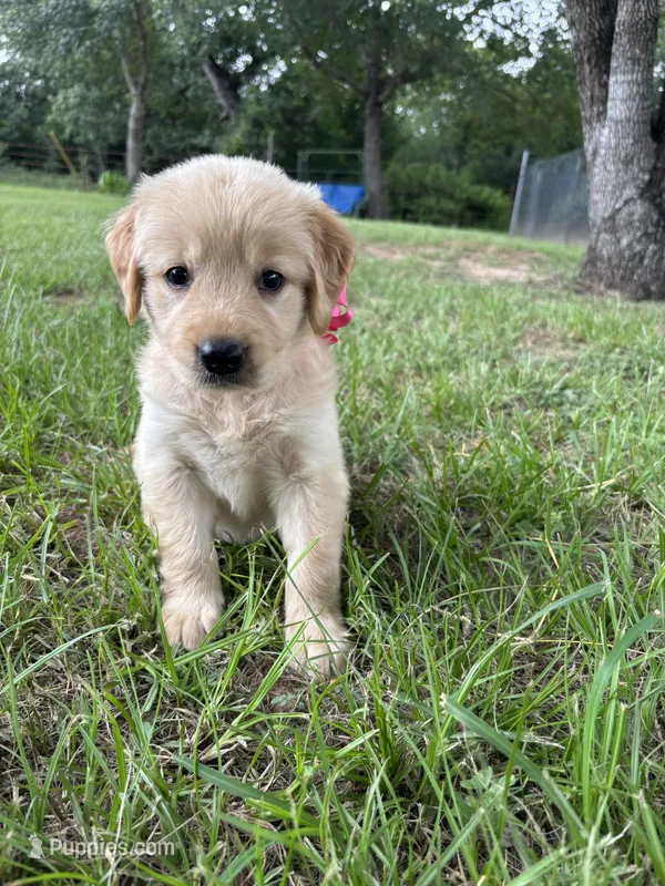 Pink collar golden retriever  – Golden Retriever puppy for sale in Dime Box, TX