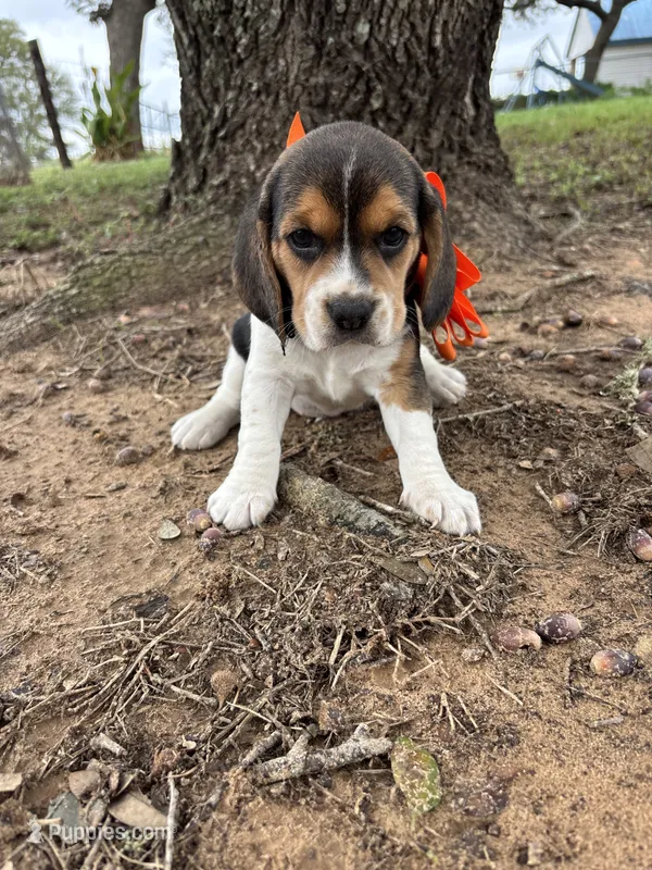 Shasta’s orange collar female  – Beagle puppy for sale in Dime Box, TX