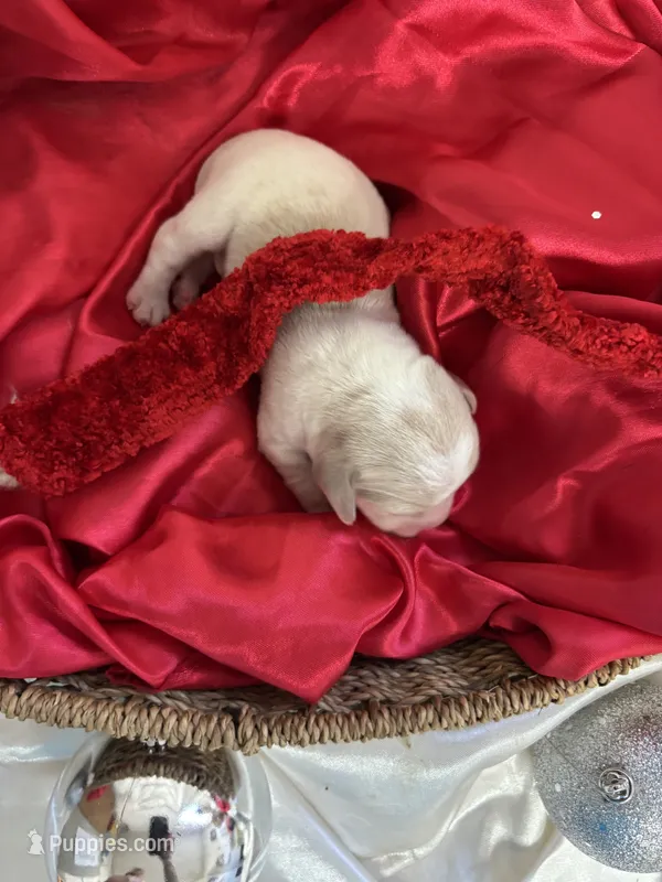 Dixie’s lemon female  – Beagle puppy for sale in Dime Box, TX