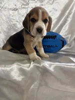 Loretta’s grey collar male , a male Beagle for sale in Dime Box, TX – 1 of 2