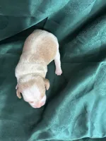 Dixie’s green collar lemon male, a male Beagle for sale in Dime Box, TX – Photo 3 of 3