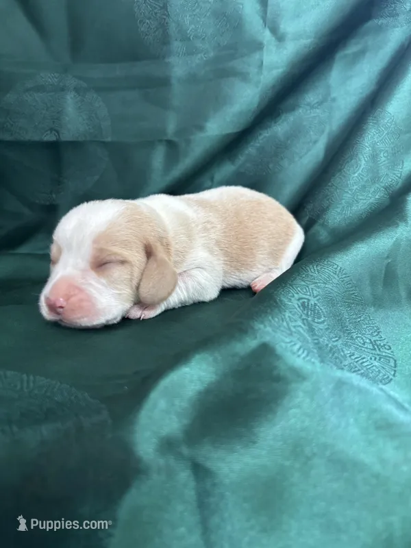 Dixie’s green collar lemon male, a male Beagle for sale in Dime Box, TX – Photo 1 of 3