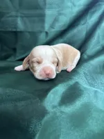 Dixie’s green collar lemon male, a male Beagle for sale in Dime Box, TX – Photo 2 of 3