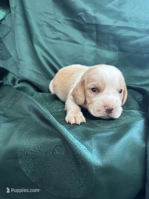 Dixie’s green collar lemon male – Beagle puppy for sale in Dime Box, TX