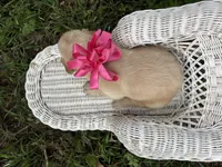 Pink collar golden retriever , a female Golden Retriever for sale in Dime Box, TX – 2 of 2