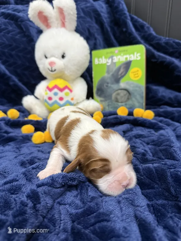AKC Champ 3 – Cavalier King Charles Spaniel puppy for sale in Dime Box, TX