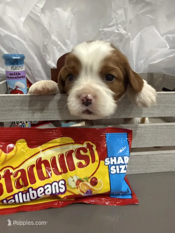 AKC Champ 3 – Cavalier King Charles Spaniel puppy for sale in Dime Box, TX