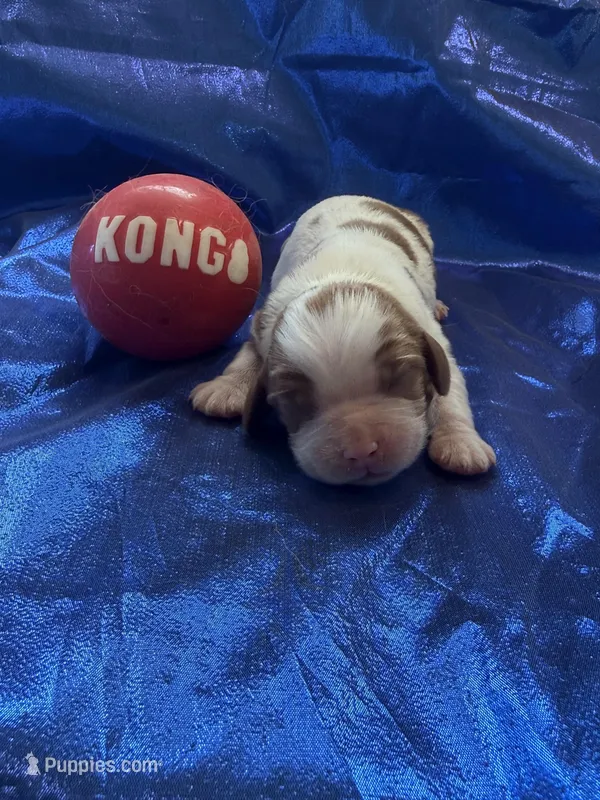 AKC Champ 3 – Cavalier King Charles Spaniel puppy for sale in Dime Box, TX