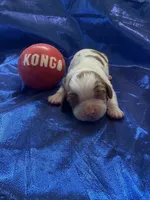 AKC Champ 3, a male Cavalier King Charles Spaniel for sale in Dime Box, TX – Photo 1 of 3