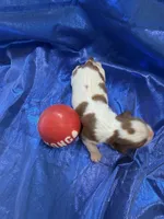 AKC Champ 3, a male Cavalier King Charles Spaniel for sale in Dime Box, TX – Photo 2 of 3